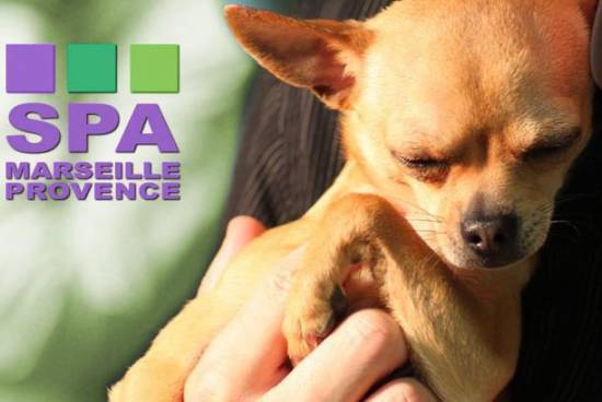 formation toiletteur canin marseille